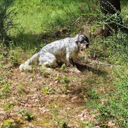 Thor setter anglais (trialer dispo pour saillie ) #7