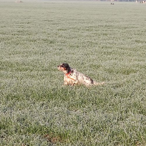 Thor setter anglais (trialer dispo pour saillie ) #8