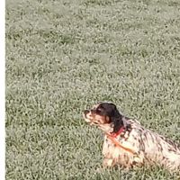 Thor setter anglais (trialer dispo pour saillie ) #1