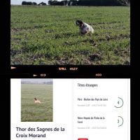 Thor setter anglais (trialer dispo pour saillie ) #2