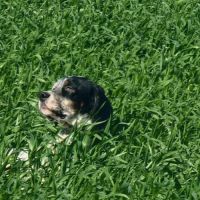 Thor setter anglais (trialer dispo pour saillie ) #6