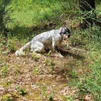 Thor setter anglais (trialer dispo pour saillie ) #7