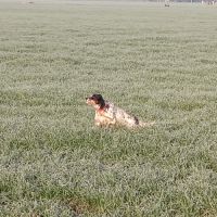 Thor setter anglais (trialer dispo pour saillie ) #8