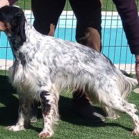 Thor setter anglais (trialer dispo pour saillie ) #9