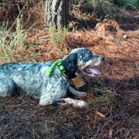 Thor setter anglais (trialer dispo pour saillie )