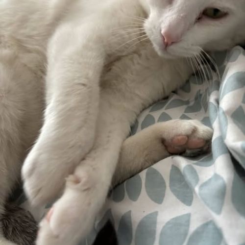 Chat beerus à l adoption