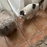 Chat beerus à l adoption #2