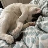 Chat beerus à l adoption #3