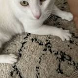 Chat beerus à l adoption #4