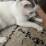 Chat beerus à l adoption #5