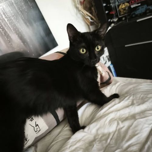 Chat scouby à l adoption