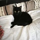 Chat scouby à l adoption #2