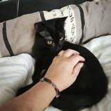 Chat scouby à l adoption #4