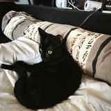 Chat scouby à l adoption #3