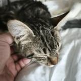 Chat tiger à l adoption #2