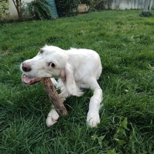 Chien alpha à l adoption #0