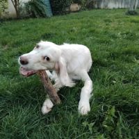 Chien alpha à l adoption