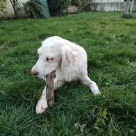 Chien alpha à l adoption #2