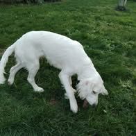 Chien alpha à l adoption #3