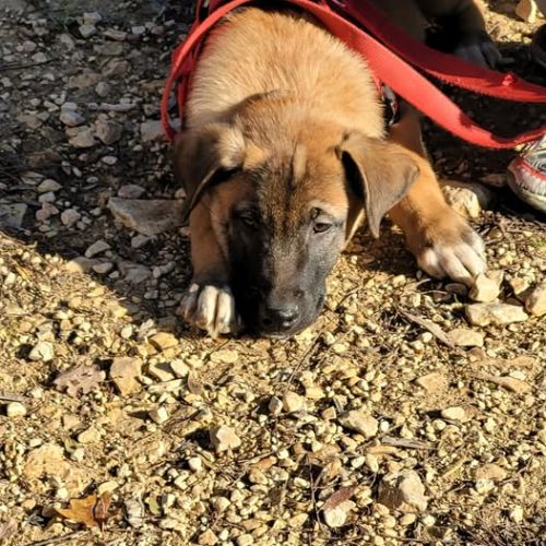 Chien asno à l adoption #0