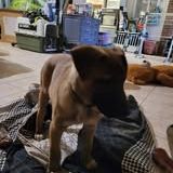 Chien asno à l adoption #3