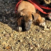 Chien asno à l adoption