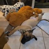 Chien asno à l adoption #2