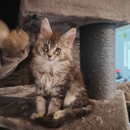 Magnifique maine coon