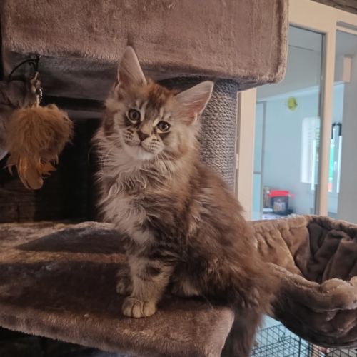 Magnifique maine coon #2