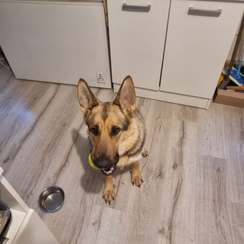 Berger allemand - 2 ans - bonne education, joyeuse #1