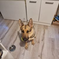 Berger allemand - 2 ans - bonne education, joyeuse #1