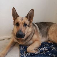 Berger allemand - 2 ans - bonne education, joyeuse #2