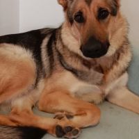 Berger allemand - 2 ans - bonne education, joyeuse #0