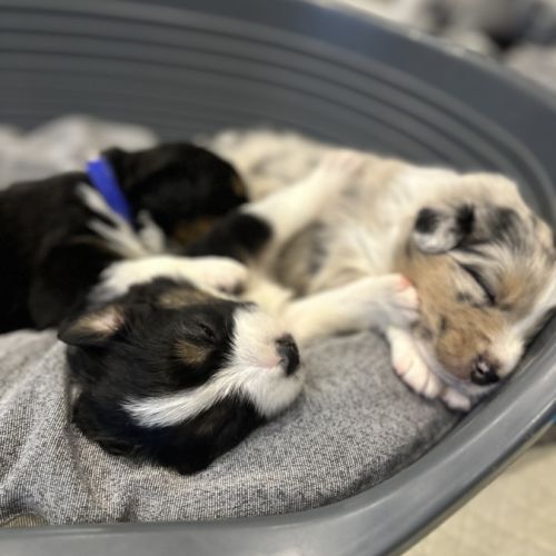 Bergers australien #1