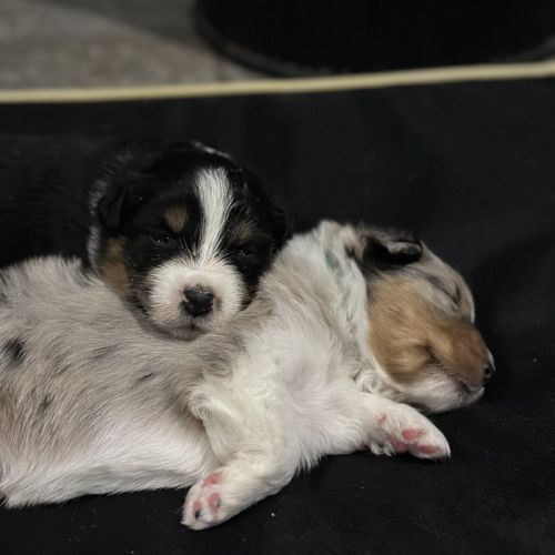 Bergers australien #2