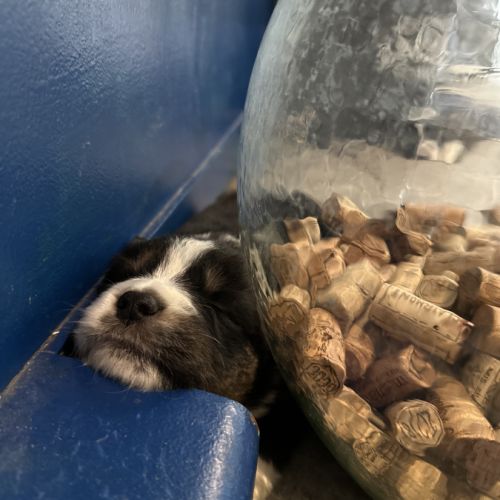 Bergers australien #3