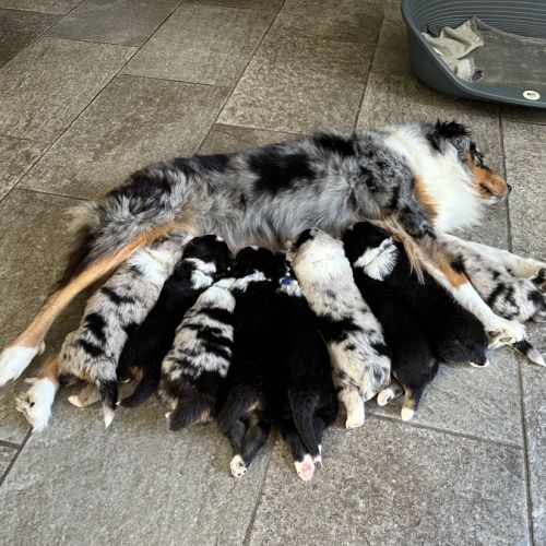 Bergers australien #0