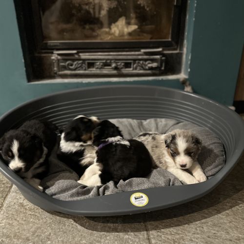 Bergers australien #5