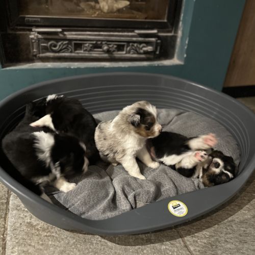 Bergers australien #6