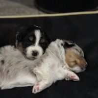 Bergers australien #2