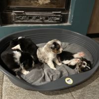 Bergers australien #6