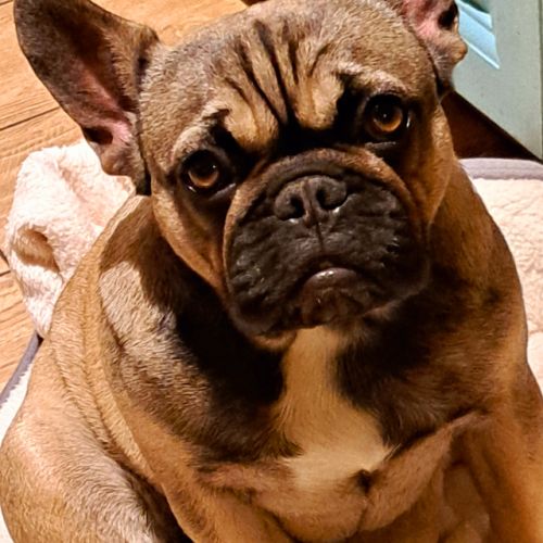 Femelle bouledogue français #0