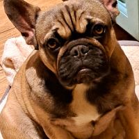 Femelle bouledogue français