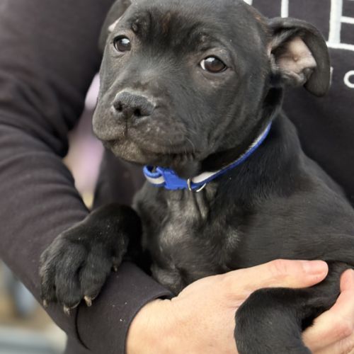 Staffordshire bull terrier robe noir #3