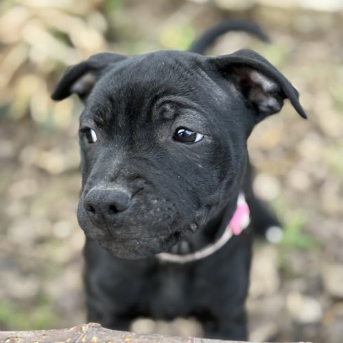 Staffordshire bull terrier robe noir #4