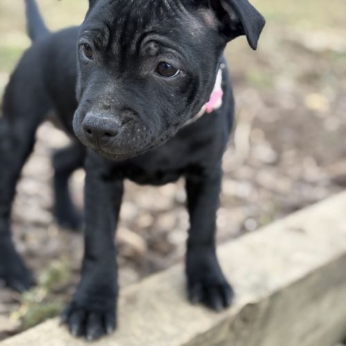 Staffordshire bull terrier robe noir #5