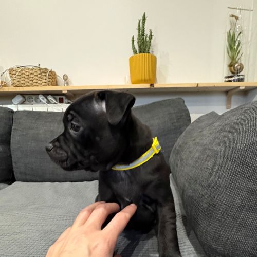 Magnifiques chiots staffordshire bull terrier #3