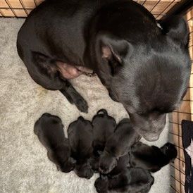 Magnifiques chiots staffordshire bull terrier #4