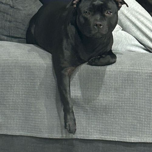 Magnifiques chiots staffordshire bull terrier #5