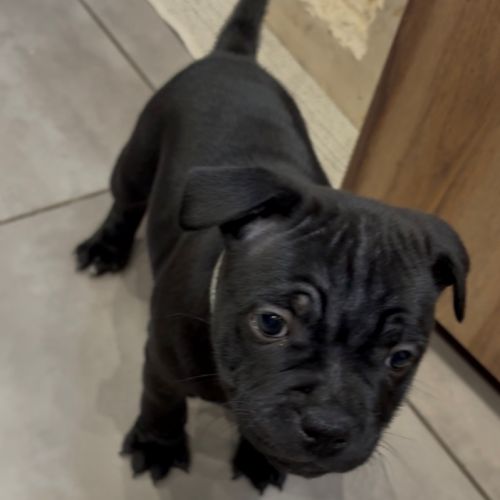 Magnifiques chiots staffordshire bull terrier #6